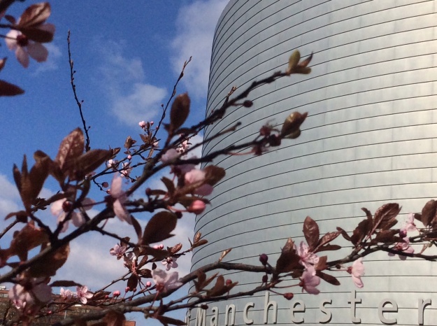 Pink blossom At the university of Manchester 